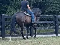حصان, French Trotter — الصورة 5