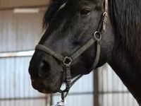 فرس, American shetland pony — الصورة 3