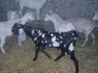 تيس, Beetal goats — الصورة 6