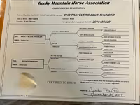 فرس, Rocky Mountain Horse — الصورة 6