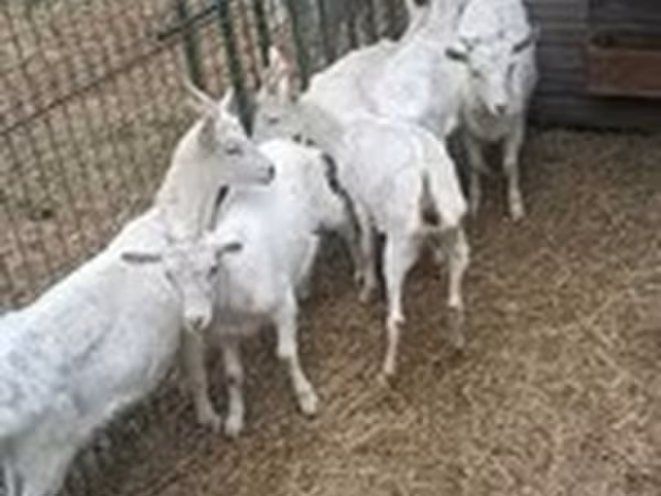 Saanen goat