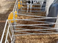 ثور, Swiss cattle — الصورة 3