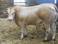 ثور, Blonde d’Aquitane cattle — الصورة 1