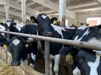 Cow, Holstein breed — photo 6