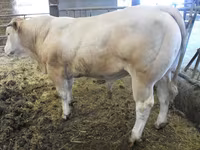 ثور, Blonde d’Aquitane cattle — الصورة 4