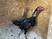Chickens — الصورة 7