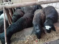 كبش, Rhon sheep — الصورة 1