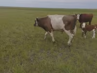 Bull, Russian Black pied cattle — photo 4