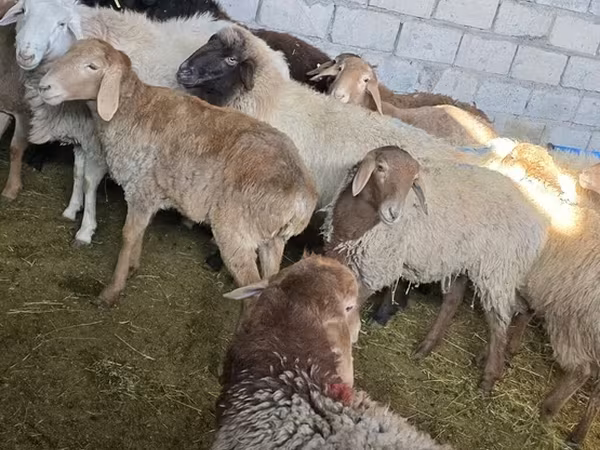Койлор