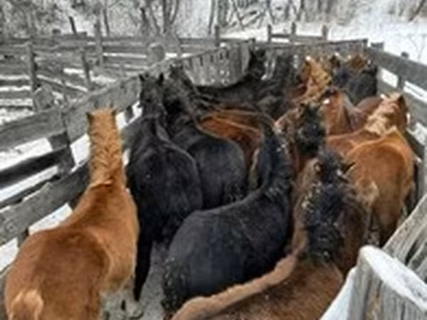 Адуу