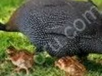 Ducks — الصورة 2