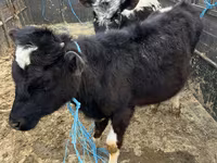 Cow, Cattle — photo 3
