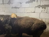 كبش, Arashan sheep — الصورة 6