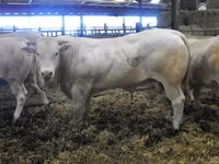 ثور, Blonde d’Aquitane cattle — الصورة 5