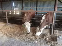 ثور, Yaroslavl cattle — الصورة 8