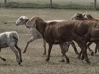 كبش, Hissar sheep — الصورة 5