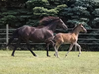 حصان, Rocky Mountain Horse — الصورة 2