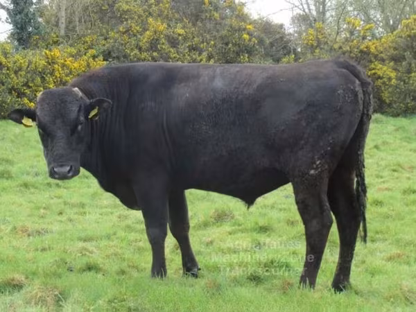 Wagyu
