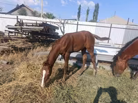 فرس, Thoroughbred horse — الصورة 3
