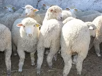 كبش, Kuibyshev sheep — الصورة 2