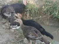 نورفولك بلاك — الصورة 2