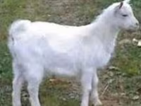 Billy Goat, Saanen goat — photo 1