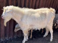 تيس, Saanen goat — الصورة 2