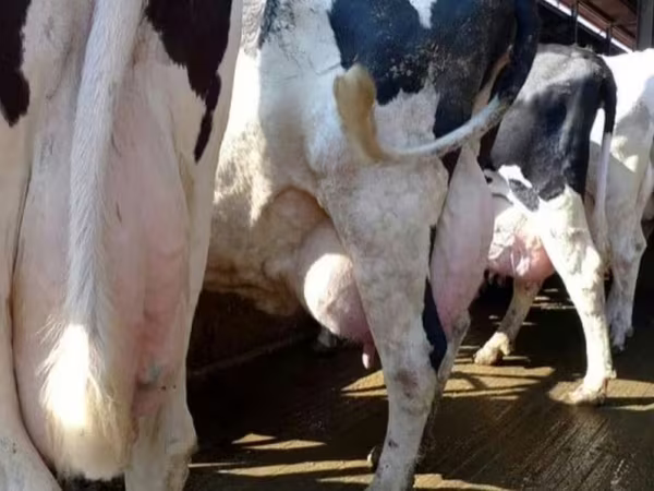 بقرة, Swiss cattle