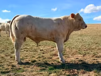 ثور, Charolais cattle — الصورة 2