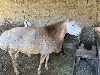 Ram, Hissar sheep — photo 1