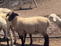 Ram, Hampshire sheep — photo 1