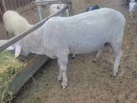 كبش, Merino sheep — الصورة 1