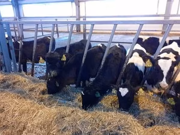 Holstein-Rasse