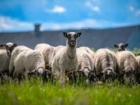 كبش, Romanov sheep — الصورة 3