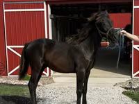 حصان, Rocky Mountain Horse — الصورة 6