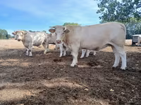 بقرة, Charolais cattle — الصورة 6