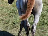 فرس, Quarter Horse — الصورة 3