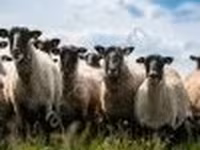 كبش, Romanov sheep — الصورة 2
