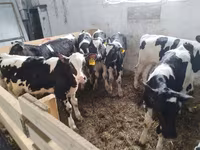 ثور, Swiss cattle — الصورة 4