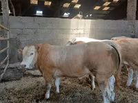 ثور, Blonde d’Aquitane cattle — الصورة 3