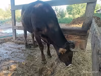 بقرة, سلالة ألاطاووس — الصورة 4