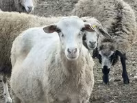 نعجة, Katum sheep — الصورة 1