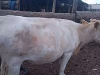 بقرة, Swiss cattle — الصورة 8