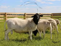 كبش, Dorper sheep — الصورة 1