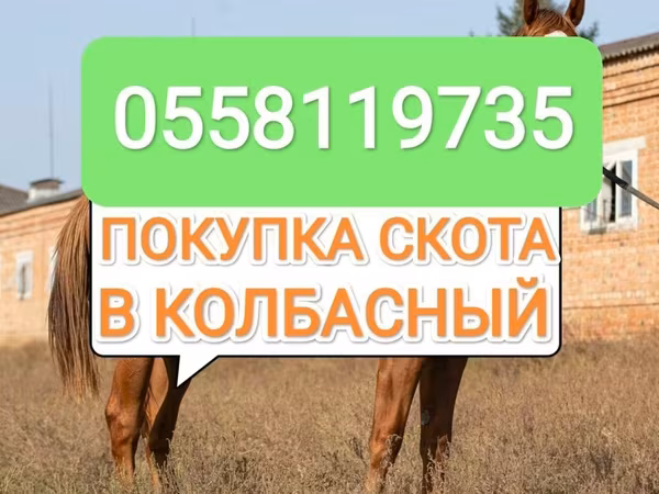 Horses