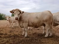 بقرة, Charolais cattle — الصورة 3