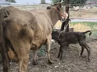 بقرة, Simmental cattle — الصورة 1