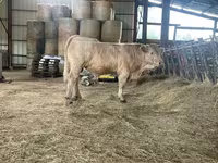 ثور, Charolais cattle — الصورة 4