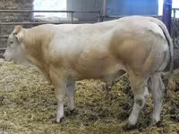 ثور, Blonde d’Aquitane cattle — الصورة 2