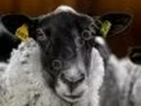كبش, Romanov sheep — الصورة 4